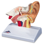 Desktop Anatomical Human Ear Model