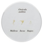 Life Size, Malleus, Incus, and Stapes, Auditory Ossicles Model in Transparent Acrylic